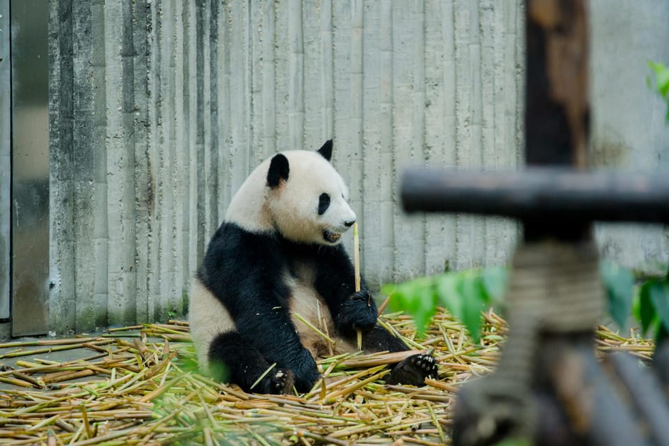 Chengdu to Dujiangyan or Wolong Panda Volunteering Day Tour - COVID-19 Restrictions