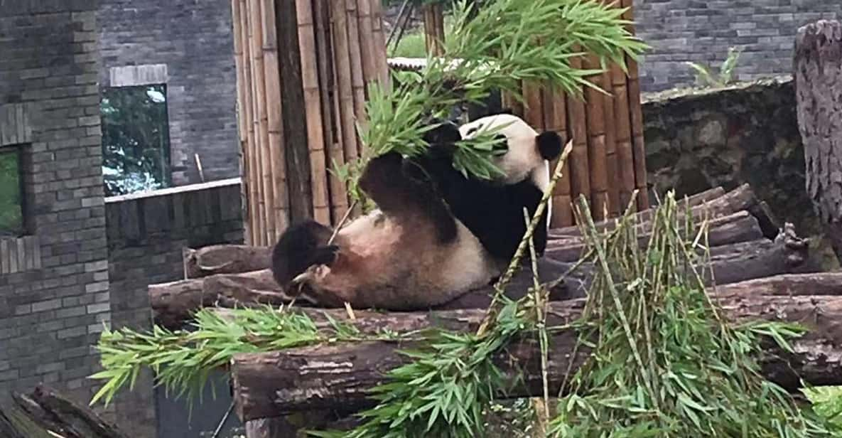 Chengdu:Giant Pandas and Old Chengdu Day Tour - Frequently Asked Questions