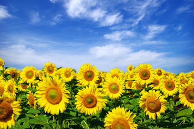 Chianti Experience Shore Excursion From Livorno Port - Cancellation and Modification Policy