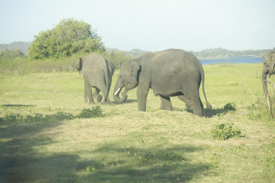 Colombo: Sigiriya Rock / Dambulla & Minneriya Park Safari - Meals and Breaks