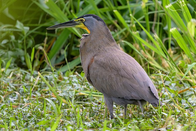 Costa Rican Wildlife: Palo Verde National Park Private Tour - Highlights and Inclusions