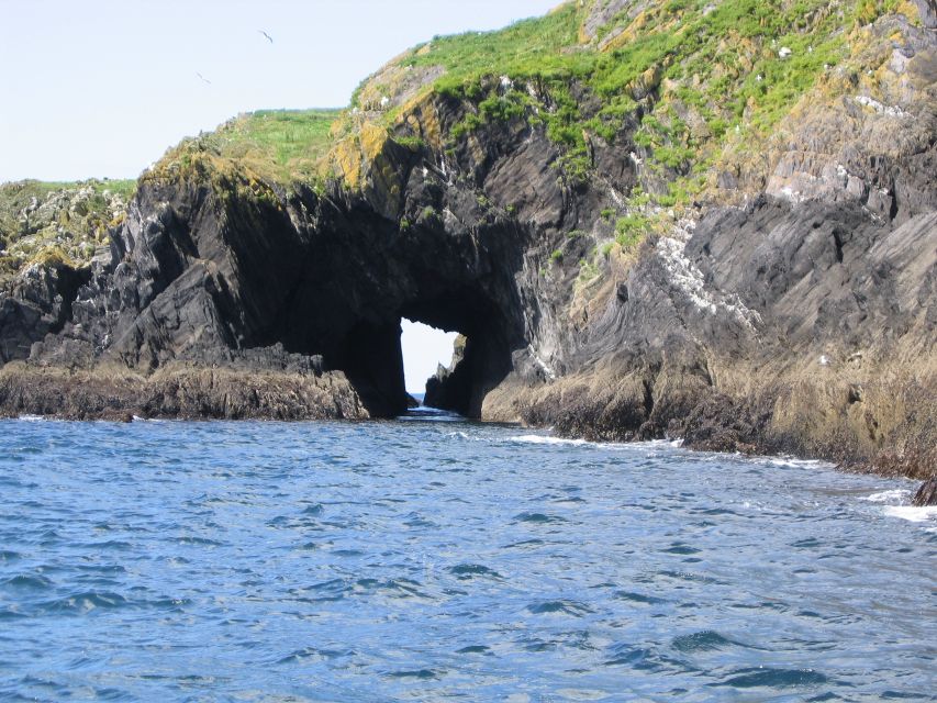 County Cork: Whale & Dolphin Watching Boat Trip - Tips for an Enjoyable Experience