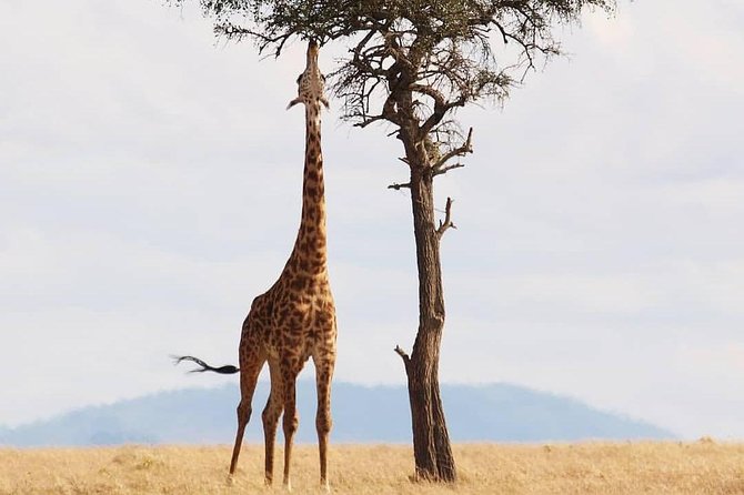 Cradle of Human Kind & Lion & Rhino Park Tour Full Day Tour Private - Frequently Asked Questions