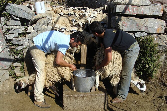 Crete: Jeep Safari, Mountains, Goat-Keeping & Cheese Making - Why Choose This Safari?
