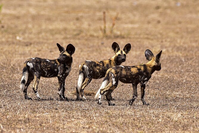 Day Safari Tour Selous Game Reserve - Tips for an Exceptional Experience