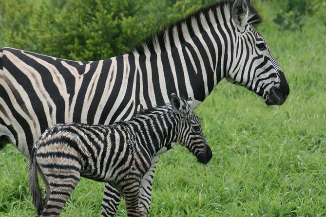 Day Trip - Lake Nakuru National Park Tour From Nairobi - About Lake Nakuru National Park