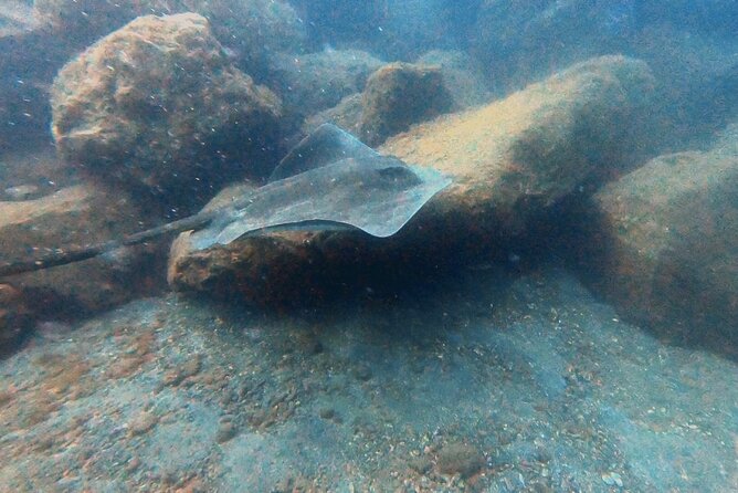 Discover PADI Scuba Diving in the Area of Tortugas in Playa De Abades - Booking and Cancellation Policy