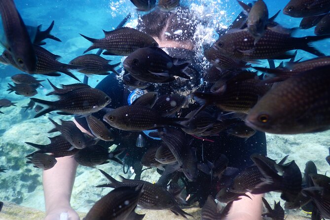 Discover Scuba Diving - Opportunities for Progression