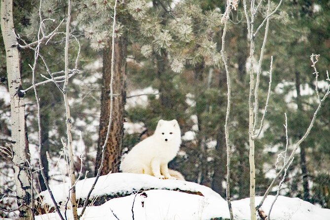 Discover Whitehorse With Northern Lights and Yukon Wildlife Tour - Booking and Cancellation Policy