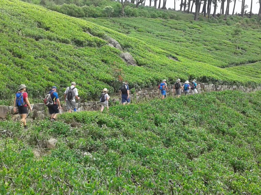 Ella: Trekking Through Sri Lankan Tea Plantation & Picnic - Picnic Lunch