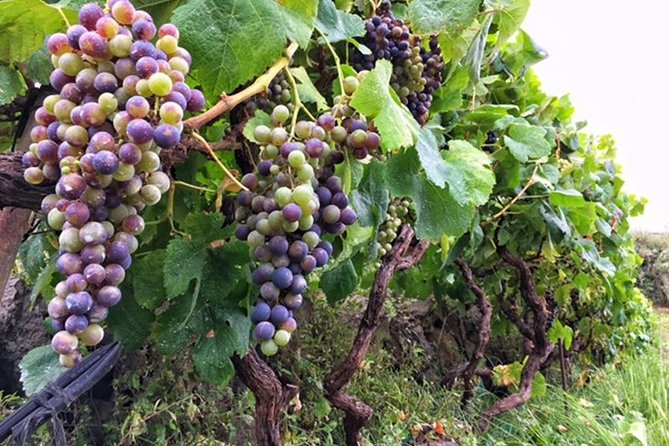 Enogastronomic Tour- 4 Hours in Tenerife - Booking Information
