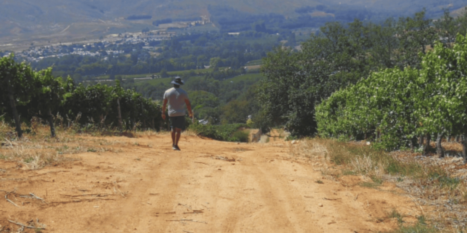 Franschhoek: Half Day Guided Nature Hike and Wine Tasting - The Sum Up