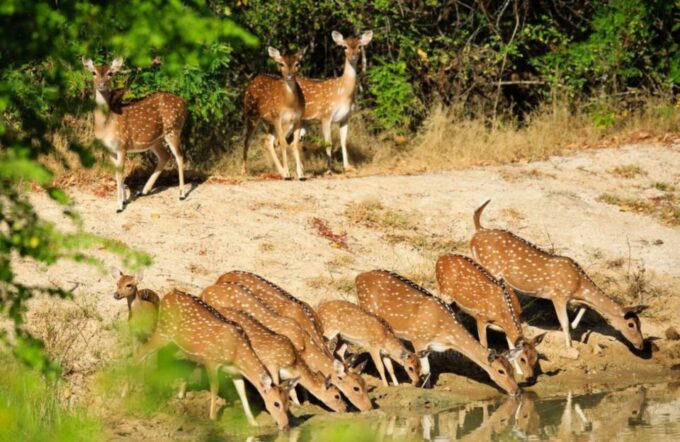 From Bentota: Full-Day Yala National Park Safari Tour - Free Cancellation Policy