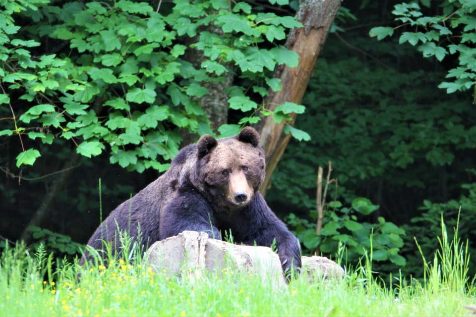 From Brasov: Brown Bear Watching in the Carpathian Mountains - Additional Travel Information