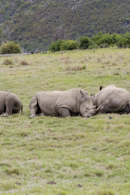 From Cape Town: South African Wildlife and Safari 2-Day Tour - Frequently Asked Questions