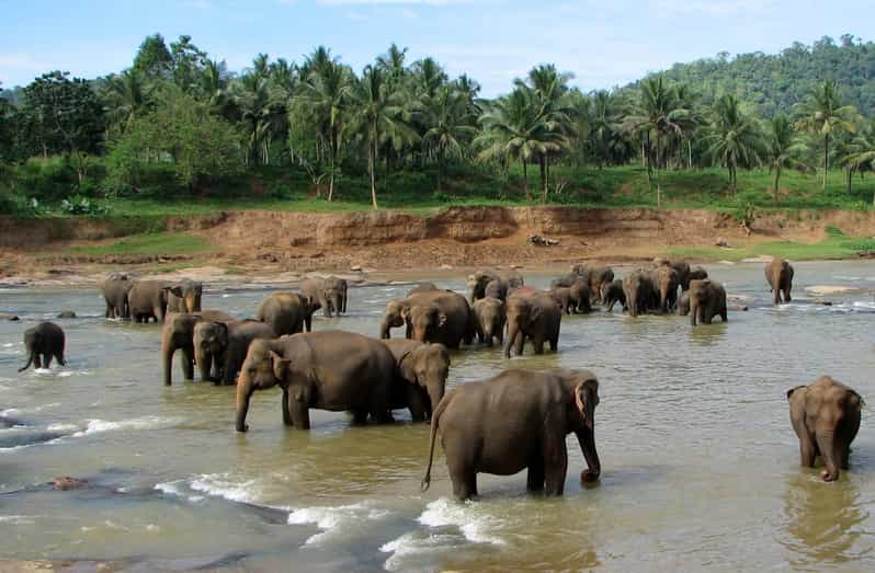 From Colombo: Kandy & Pinnawala Orphanage Short Excursions - Royal Botanical Gardens of Peradeniya