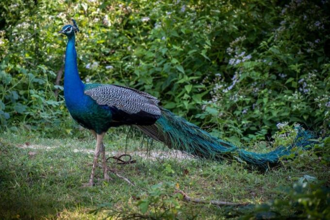 From Colombo: Minneriya / Kaudulla National Park Jeep Safari - Pricing and Booking