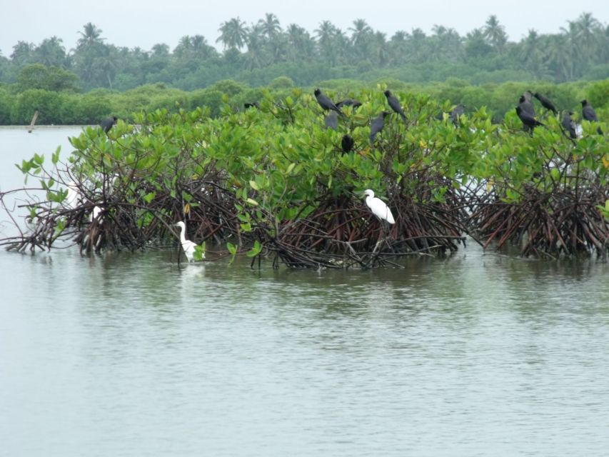 From Colombo: Negombo Lagoon (Mangrove )Boat Excursion - Customer Reviews