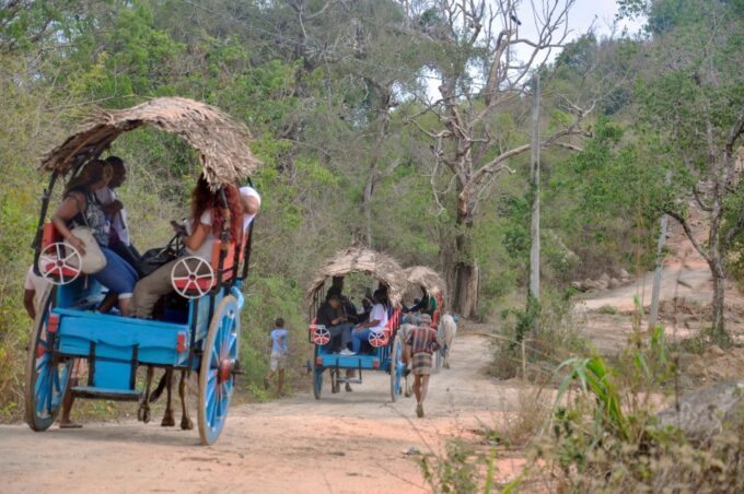 From Dambulla: Sigiriya Rock, Village, and Minneriya Tour - Customer Reviews