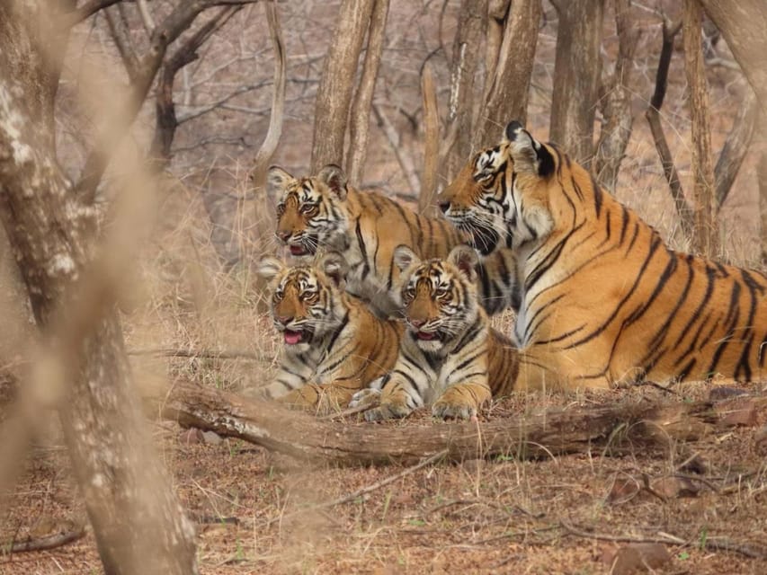 From Delhi: Private Luxury 3 Days Ranthambore Safari Tour - Booking and Cancellation Policy