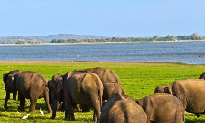 From Hikkaduwa/Galle/Weligama/Mirissa: Udawalawe Safari Tour - Customer Feedback and Ratings