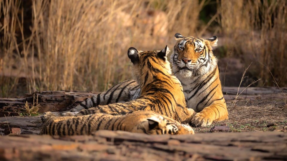 From Jaipur: Ranthambore Tiger National Park Tour (02 Days) - Important Considerations