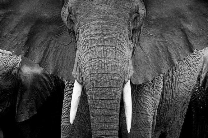 From Kigali: 12 Hour Custom Day Trip for Game Drive in Akagera NP - Customizable Day Trip From Kigali