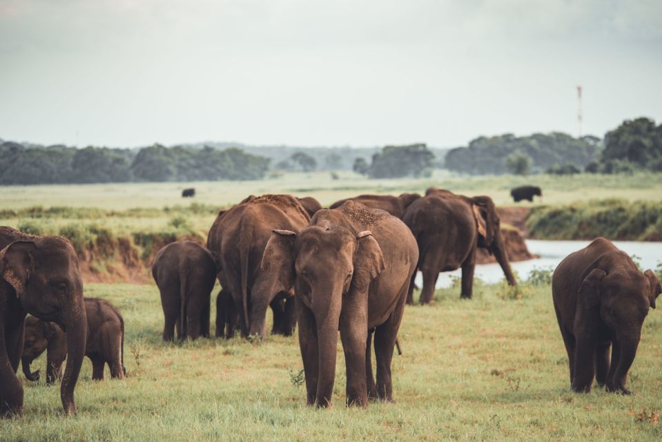 From Negombo: Dambulla Caves & Kaudulla National Park Safari - Pickup and Return