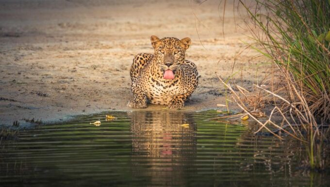 From Negombo: Wilpattu National Park Safari Tour - Cancellation Policy
