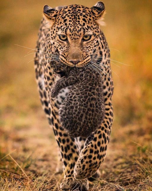 From Negombo: Yala National Park Leopard Safari Day Trip - Getting to Yala National Park