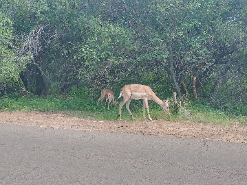 From Pretoria: 4-Day Guided Trip to Kruger Park and Graskop - Booking and Pricing