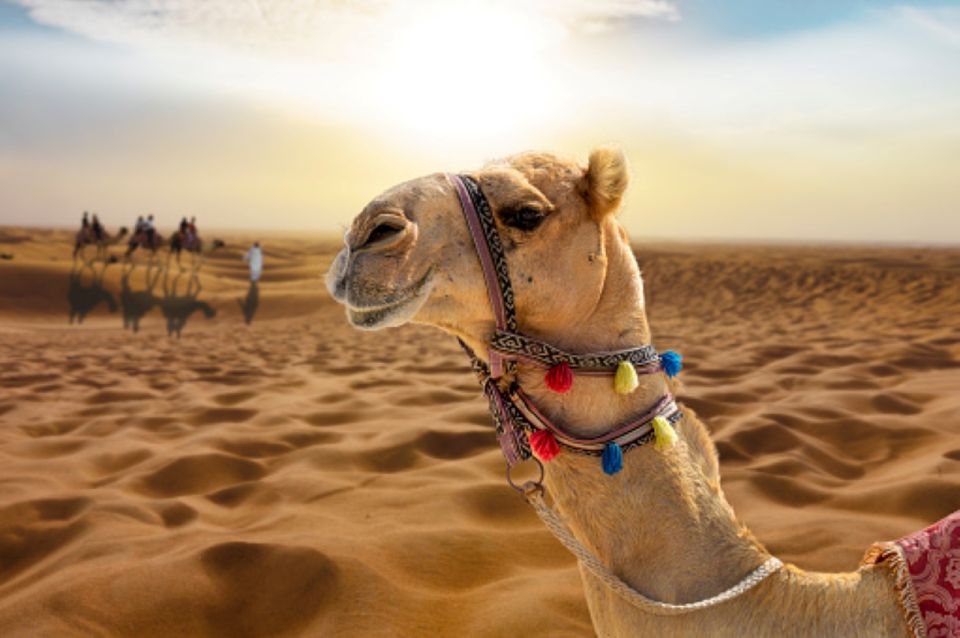 From Sharm El Sheikh: Bedouin Village, Camel Ride & Dinner - Booking Information