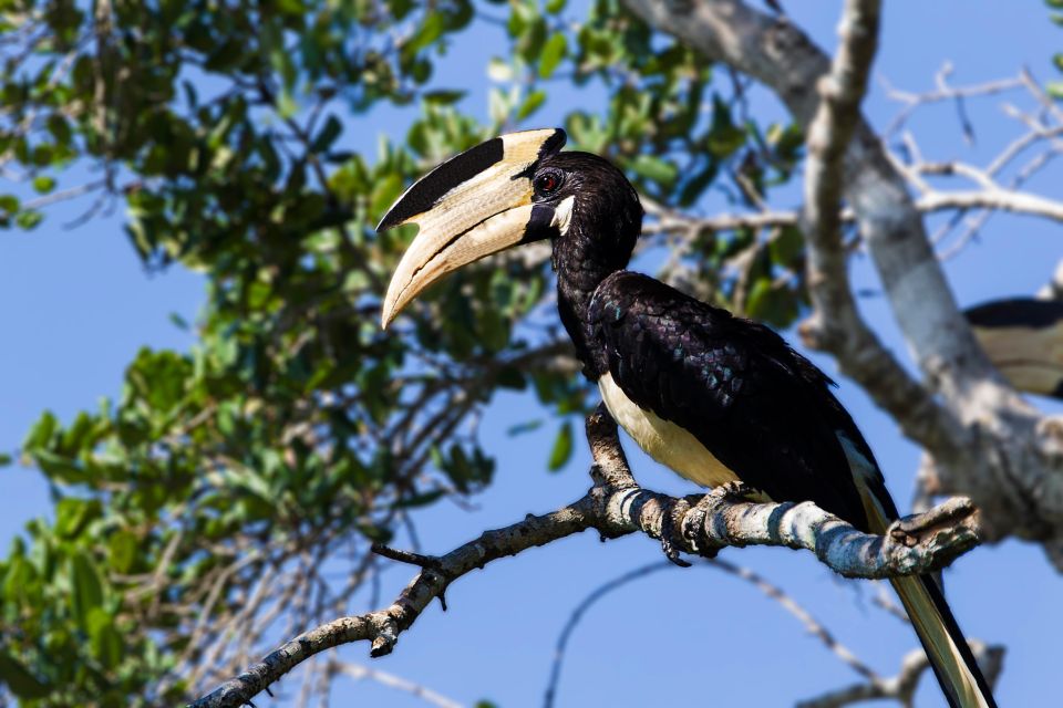 From Tangalle/Hiriketiya: Ella Transfer & Udawalawe Safari - Visiting Udawalawe National Park