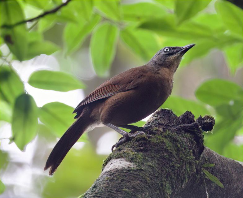 From Udawalawe:Sinharaja Rain Forest Private Day Tour - Transportation and Guide