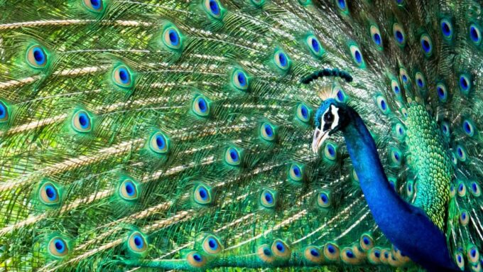 From Yala :- Yala National Park Thrilling Half-Day Safari - Customer Reviews