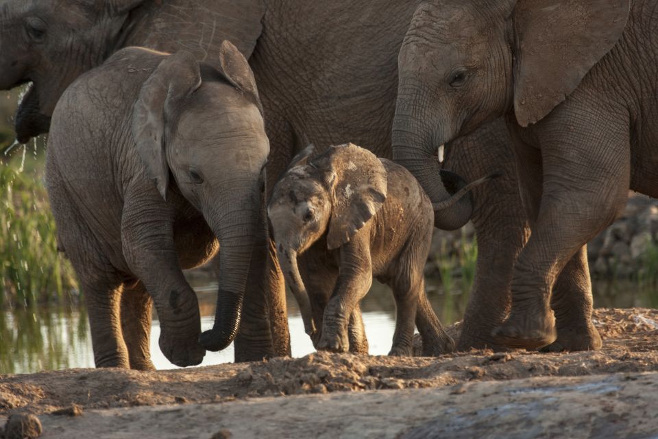 Full-Day All Inclusive Safari With Traditional Braai Lunch - Wildlife Encounters