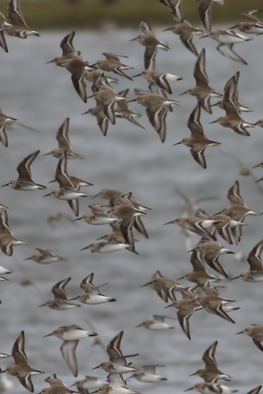 Full Day Birding - Meeting Point and Details