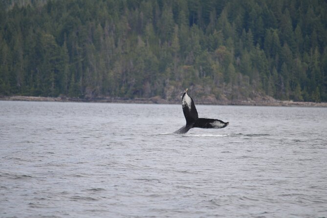 Full Day Grizzly Bear Tour to Toba Inlet - Traveler Reviews and Feedback