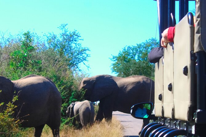 Full-Day Kruger Park Safari From Nelspruit, Whiteriver or Hazyview - Tips for a Successful Safari