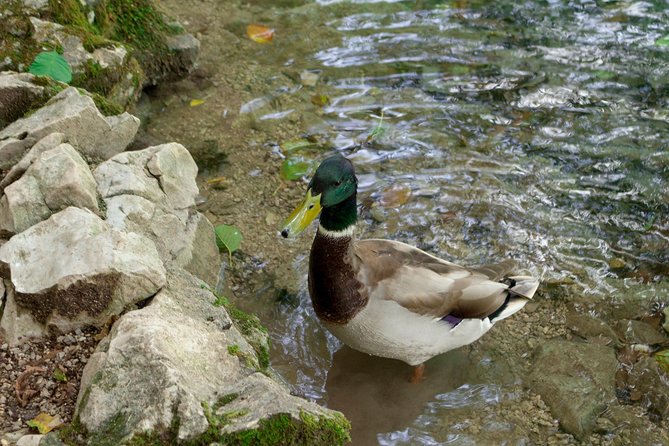Full-Day Private Plitvice Lakes National Park Tour From Split - Customizable Experience