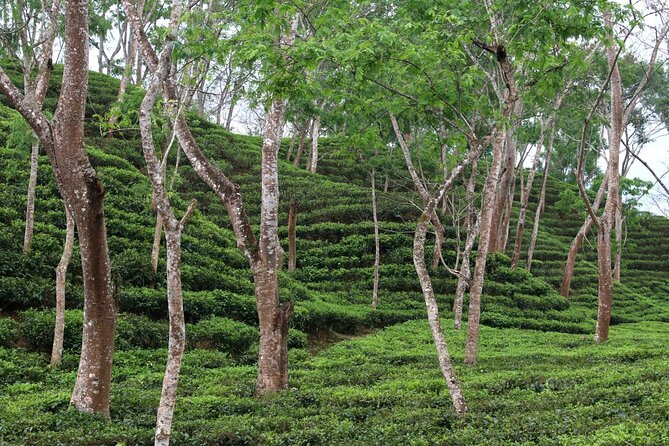 Full Day Sreemangal Tea Garden & National Park Hiking Tour - Booking and Cancellation Policy