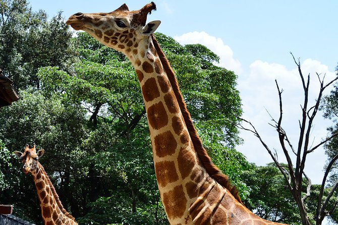 Giraffe Center and David Sheldrick Elephant Orphanage Day Tour From Nairobi - Traveler Reviews and Feedback