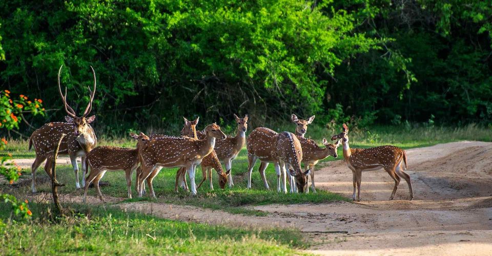 Half-Day Kumana National Park 4 X 4 Wheel Safari - Contact Information