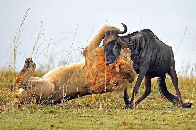 Half-Day Nairobi National Park Safari From Nairobi With Free Pickup - Booking and Cancellation Policy