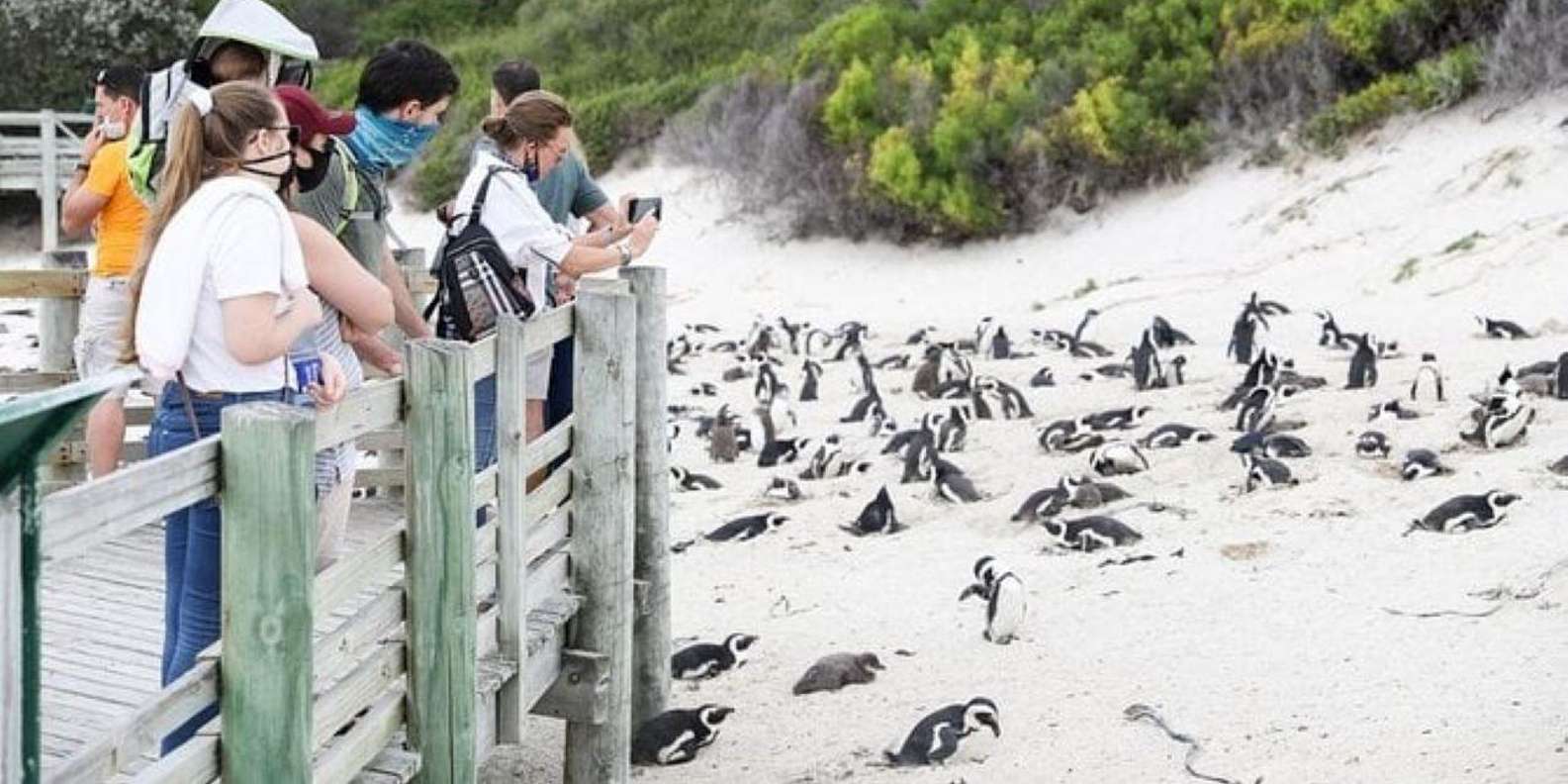 Half-Day: Penguins Boulders Beach (Small Group) - The Sum Up