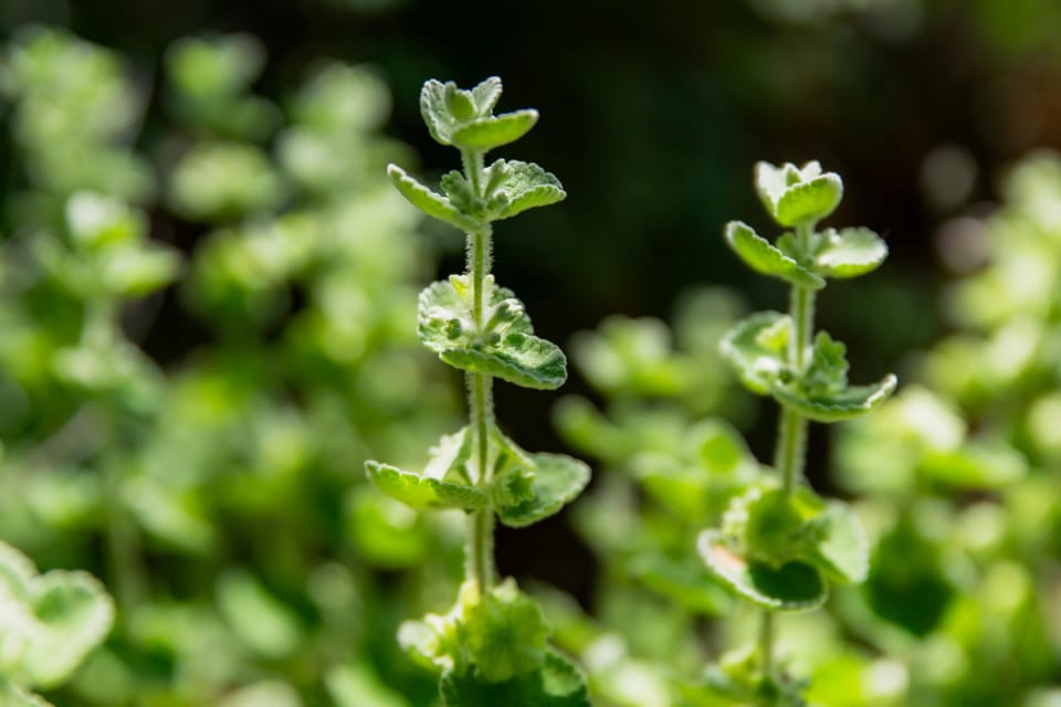 Herbalism and Wildlife (Small Group Experience) - Preparing for the Experience