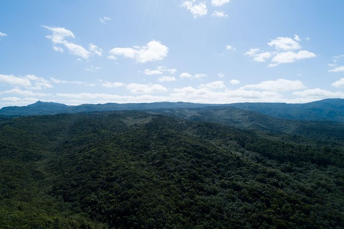 Hiking in the Black River Gorges National Parc - Native Forest - Tips for an Enjoyable Hike