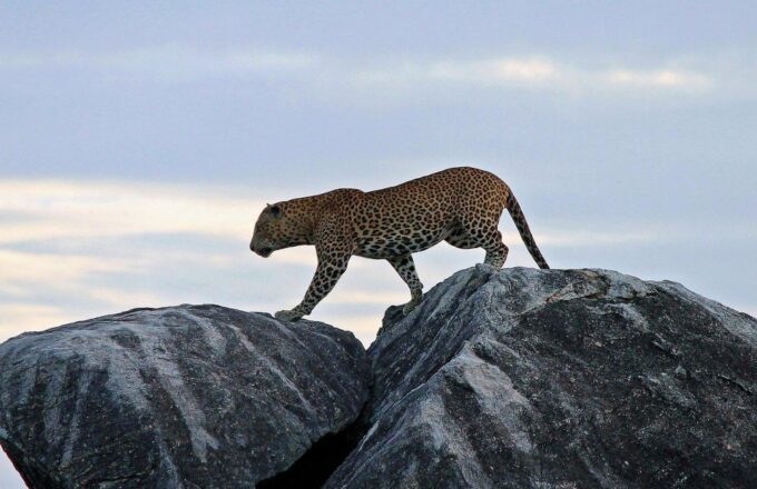 Hikkaduwa/Galle: Safari Trip to Yala & Udawalawe W/ Lunch - Booking and Availability
