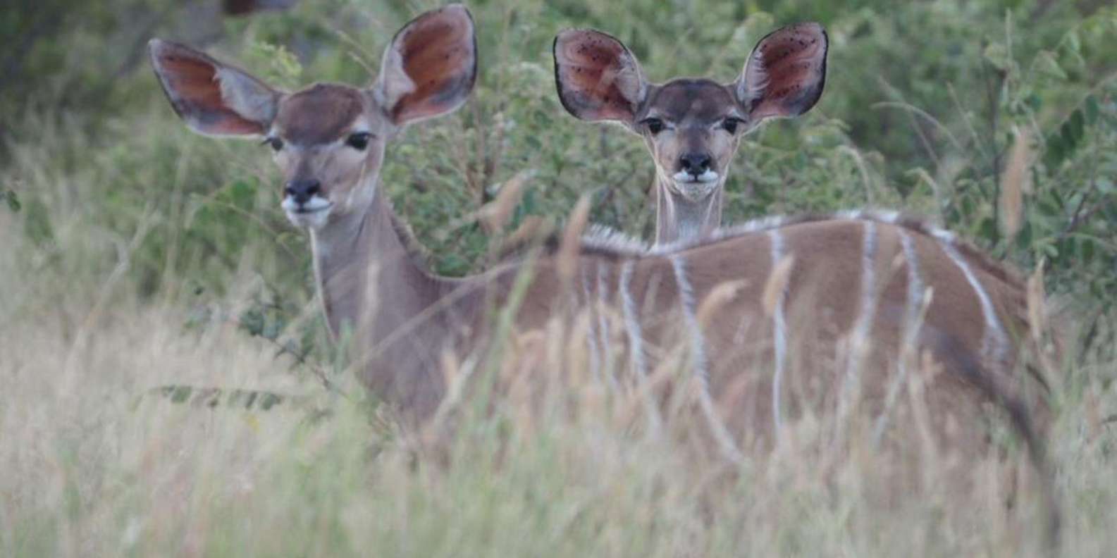 Hoedspruit: Evening Safari In Greater Kruger Private Reserve - Frequently Asked Questions