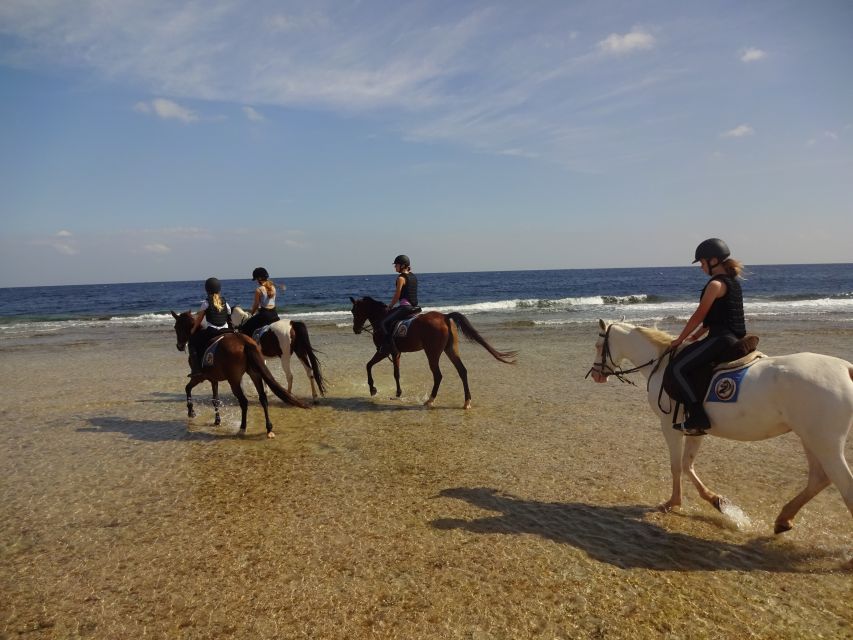 Hurghada: Sea & Desert Horse Tour, Stargazing, Dinner & Show - Booking and Cancellation Policy